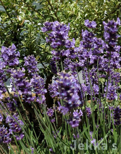 Jekka's: Lavender Blue Ice (Lavandula angustifolia 'Blue Ice')