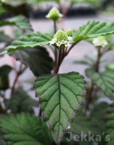 Jekka's: Aztec Sweet Herb (Lippia dulcis)