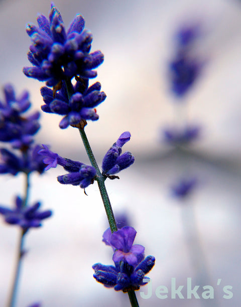 Jekka's: Lavender Cedar Blue (Lavandula angustifolia 'Cedar Blue')