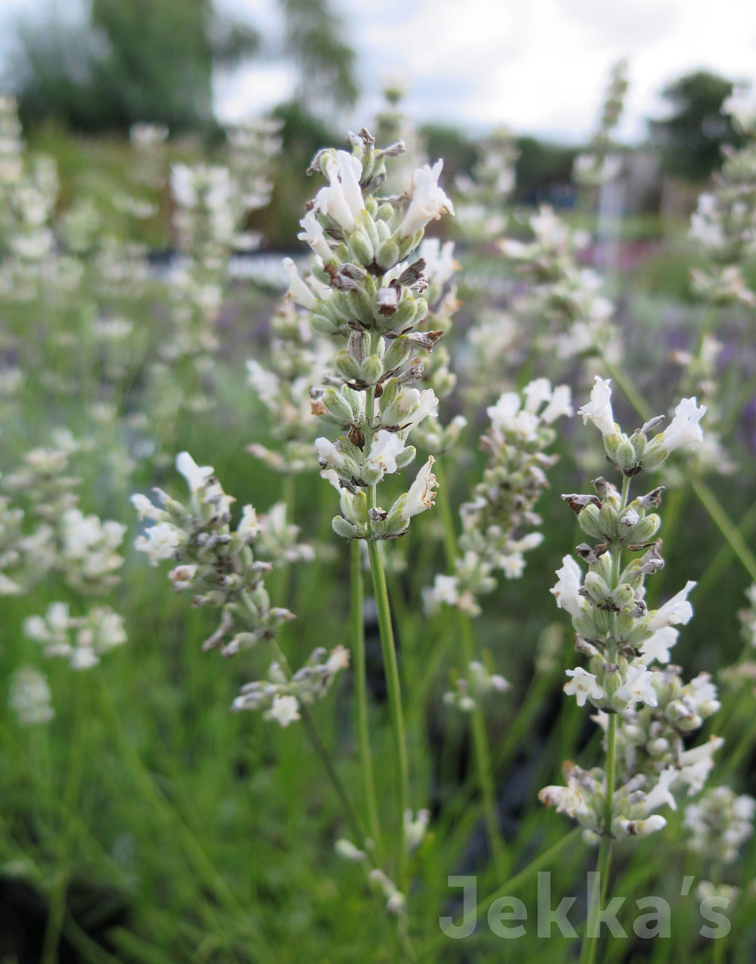 Jekkapedia: Lavandula x intermedia 'Edelweiss' (Lavender Edelweiss)   Jekka's