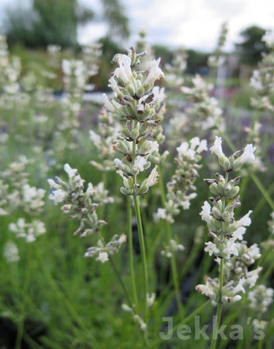 edelweiss lavender plants Jekkapedia: Lavandula x intermedia 'Edelweiss' (Lavender Edelweiss) – Jekka's