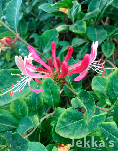 Jekka's: Common Honeysuckle (Lonicera periclymenum )