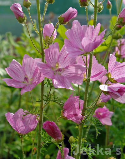 Jekkapedia: Musk Mallow