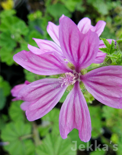 Jekkapedia: Common Mallow