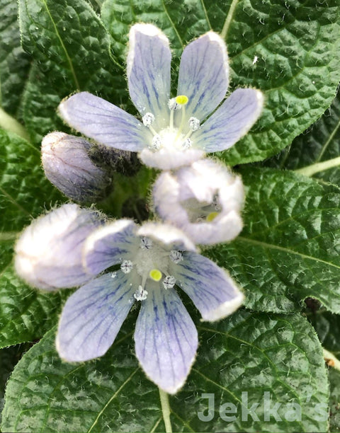 Jekkapedia: Mandrake 