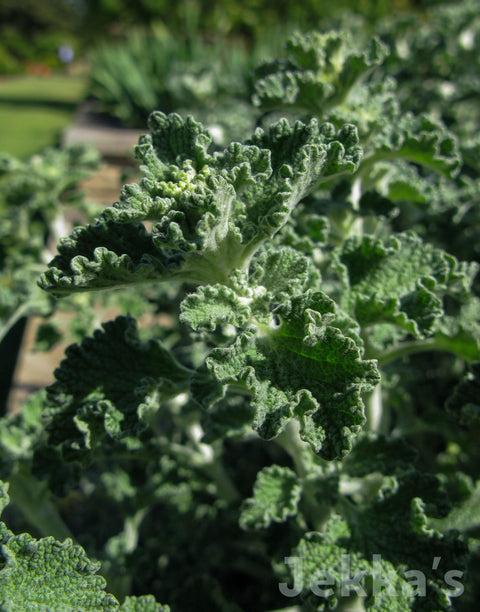 Jekkapedia: White Horehound