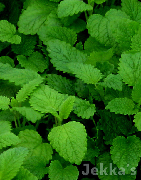 Jekkapedia: Lemon Balm