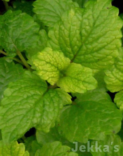 Jekkapedia: Lemon Balm All Gold