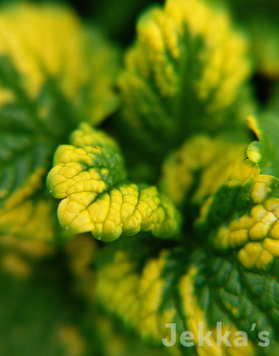 Jekkapedia: Variegated Lemon Balm