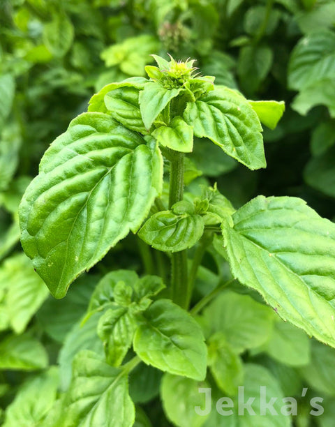 Jekka's: Japanese Mint (Mentha arvensis var. piperascens)