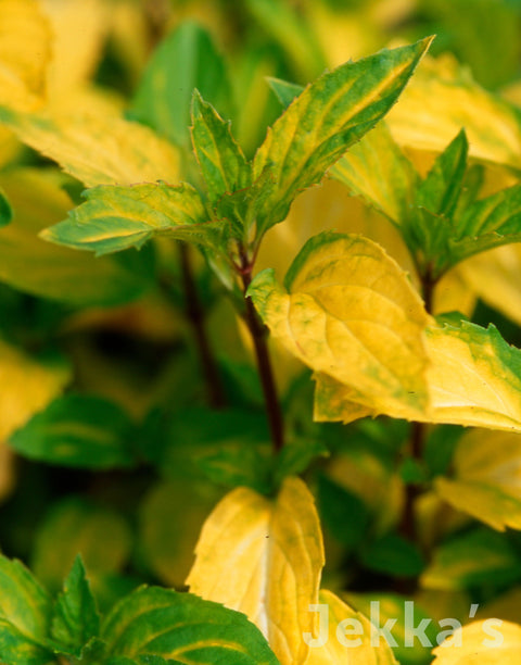 Jekka's: Ginger Mint (Mentha x gracilis 'Variegata' (v))