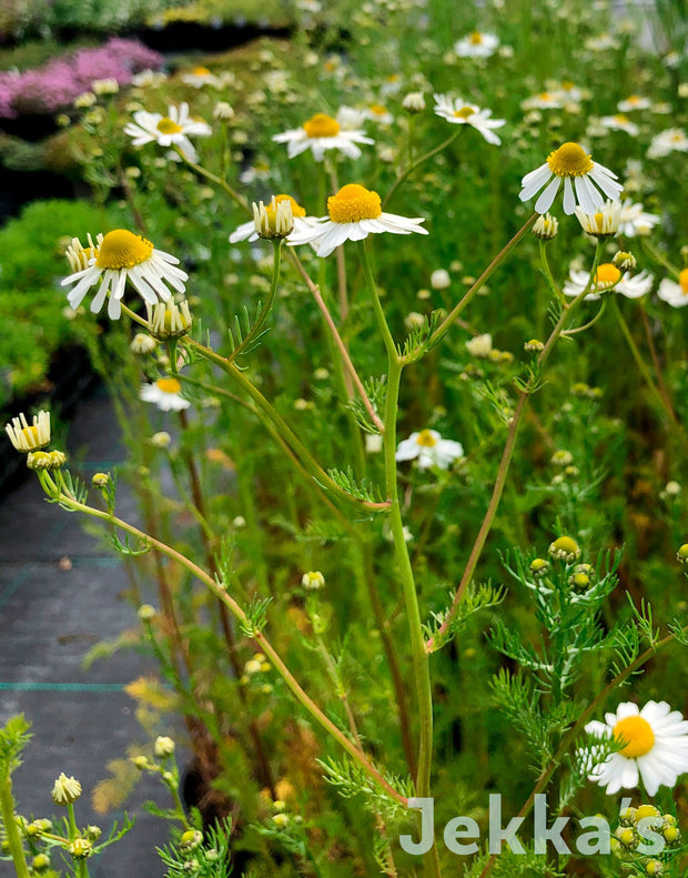 Jekka's: German Chamomile (Matricaria recutita)