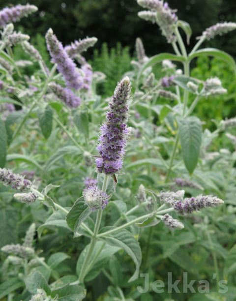 Jekkapedia: Buddleia Mint