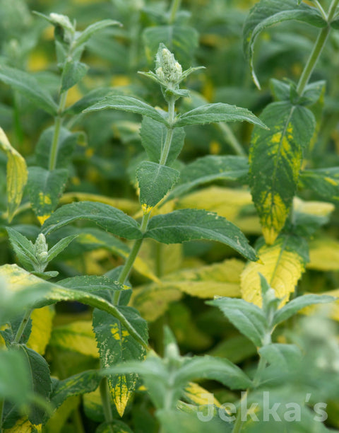 Jekkapedia: Variegated Buddleia Mint