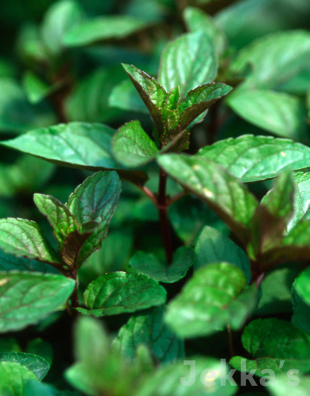 Mentha x piperita 'Black Mitcham' (Black Mitcham Mint. ): Plants available  to buy. – Jekka's