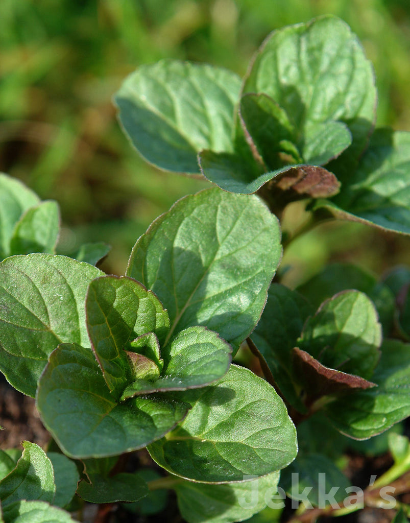 Jekkapedia: Mentha x piperita f. citrata (Eau de cologne Mint) – Jekka's