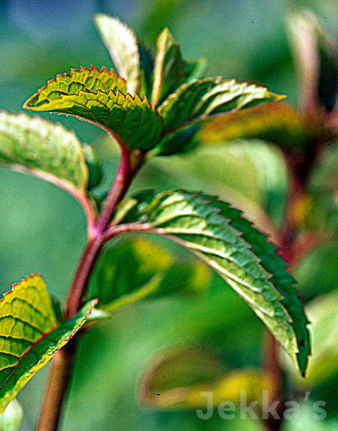 Jekkapedia: Basil Mint