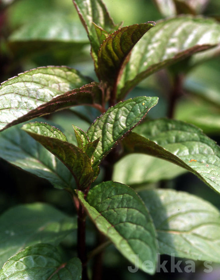 Mint (Mentha Piperita)