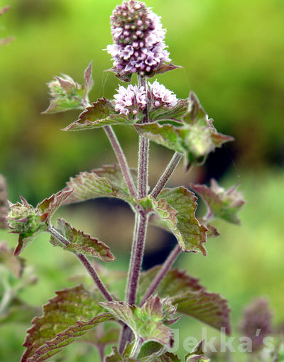 Jekkapedia: Grapefruit Mint