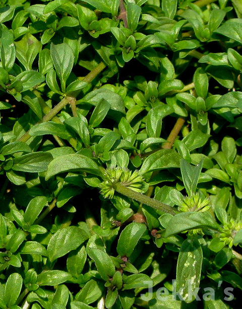 Jekkapedia:  Creeping Pennyroyal. 