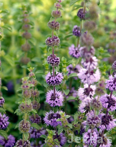 Jekka's: Upright Pennyroyal (Mentha pulegium 'Upright')