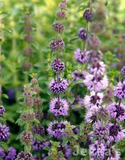 Jekkapedia: Upright Pennyroyal