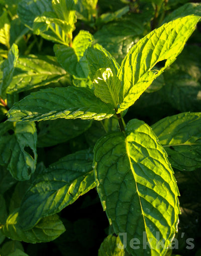 Jekka's: Spearmint (Mentha spicata)