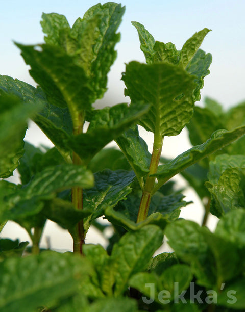 Jekkapedia: Moroccan Mint