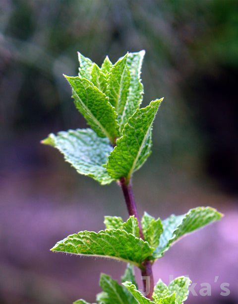 Jekkapedia: Spanish Mint