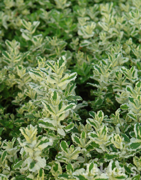pineapple thyme plant Jekkapedia: Mentha suaveolens 'Pineapple' (Pineapple Mint) – Jekka's
