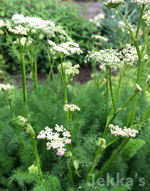 Jekka's: Meu (Meum athamanticum)