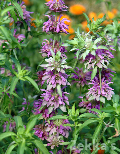 Jekka's: Lemon Bergamot (Monarda citriodora)