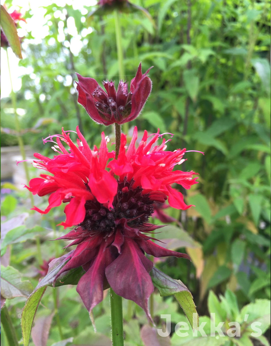 Monarda didyma (Bee Balm Bergamot): Plants available to buy. – Jekka's