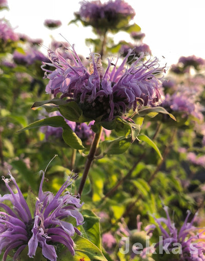 Jekka's: Wild Bergamot (Monarda fistulosa)