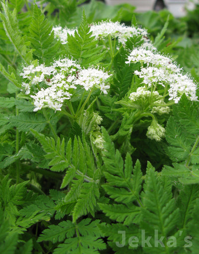 Jekka's: Sweet Cicely (Myrrhis odorata)