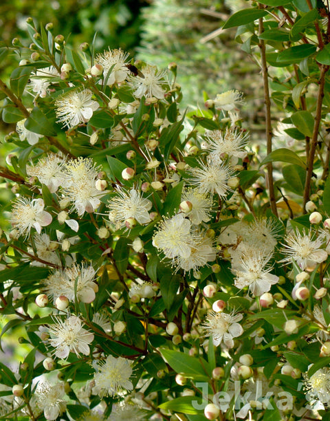 Jekka's: Myrtle (Myrtus communis)