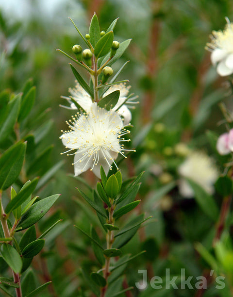 Jekka's: Tarentina Myrtle (Myrtus communis subsp. tarentina)