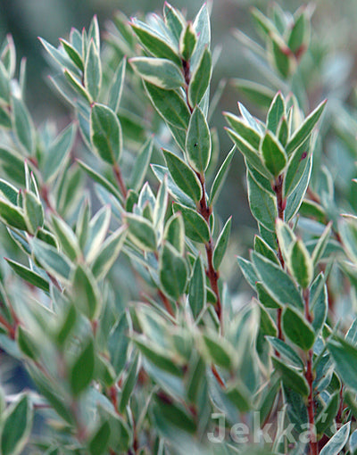 Jekkapedia: Variegated Tarentina Myrtle