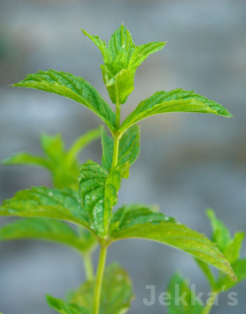 Jekka's: Traditional Garden Mint (Mentha sativa)