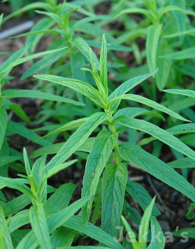 Jekka's: Desert Mint (Mentha longifolia subsp. schimperi)