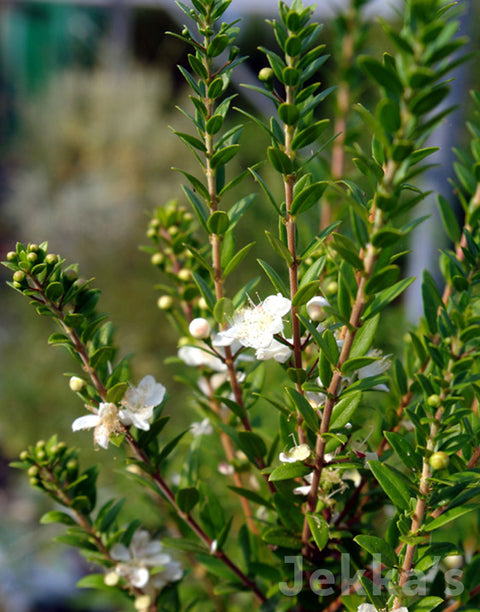 Jekka's: Merion Myrtle (Myrtus communis 'Merion')