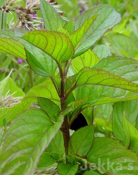 lavender and mint plants Mentha lavender mint (Lavender Mint): Plants available to buy. – Jekka's