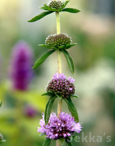 Jekka's: Harts Pennyroyal (Mentha cervina)