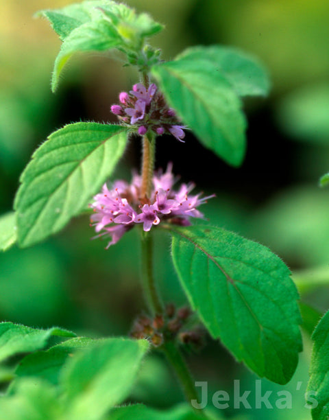 Jekka's: Banana Mint (Mentha arvensis 'Banana')