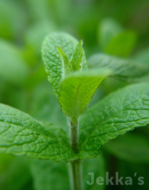 Jekkapedia: Guernsey Mint