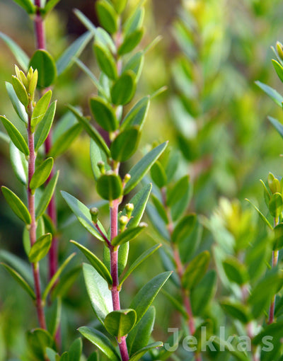 Jekka's: Pyewood Park Myrtle (Myrtus communis 'Pyewood Park')