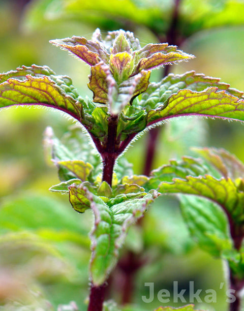 Jekka's: Berries and Cream Mint (Mentha 'Berries and Cream')