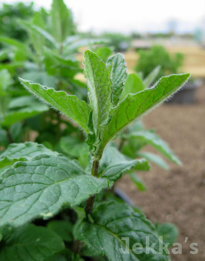 Jekka's: Stavordale Mint (Mentha spicata 'Stavordale')
