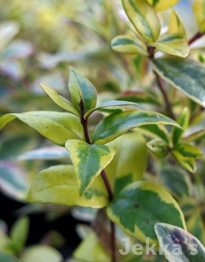 Jekka's: Myrtle 'Jekka's All Gold' (Myrtus communis 'Jekka's All Gold')