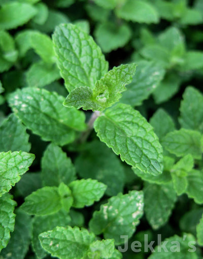 Jekka's: Strawberry Mint (Mentha 'Strawberry Mint')